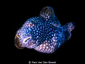 white dots by Marc Van Den Broeck 